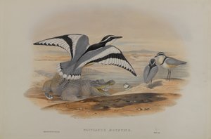 Pluvianus Aegyptius by John Gould